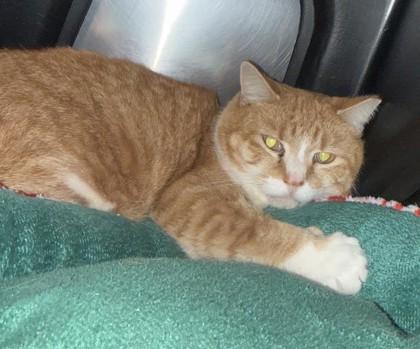 Pete, a Adoptable mixed breed in New Albany, IN image 2/2