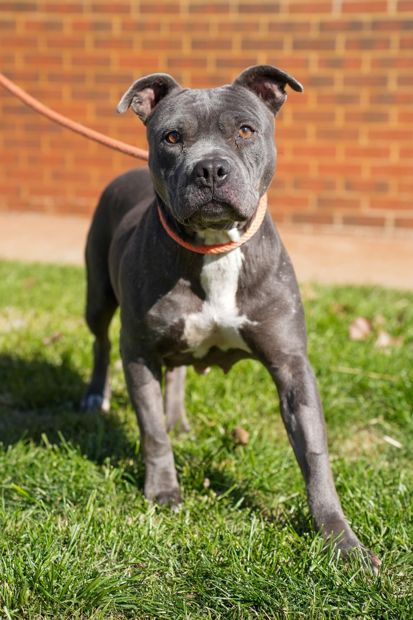 Velvet, adopted, Adult Female Pit Bull Terrier.