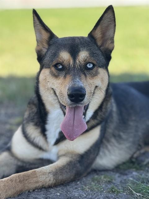 Enlarge WINNIE, a Adoptable mixed breed in Corpus Christi, TX image 1/1