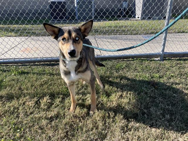 Enlarge WINNIE, a Adoptable mixed breed in Corpus Christi, TX image 1/1