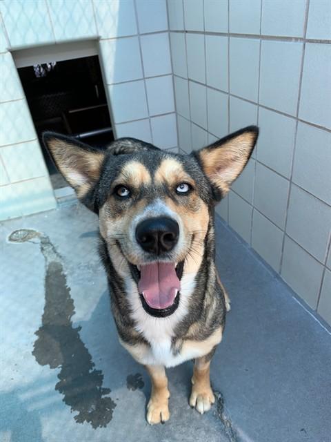WINNIE, Adoptable, Young Female German Shepherd Dog & Mixed Breed.