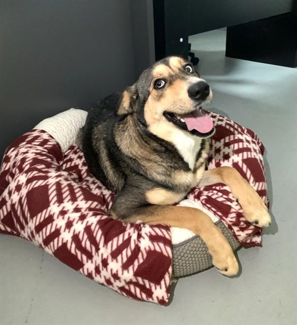 WINNIE, Adoptable, Young Female German Shepherd Dog & Mixed Breed.