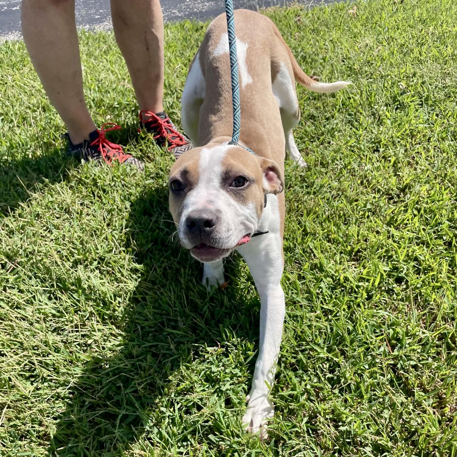 Enlarge Eden, a Adoptable mixed breed in St Catharines, ON image 2/5