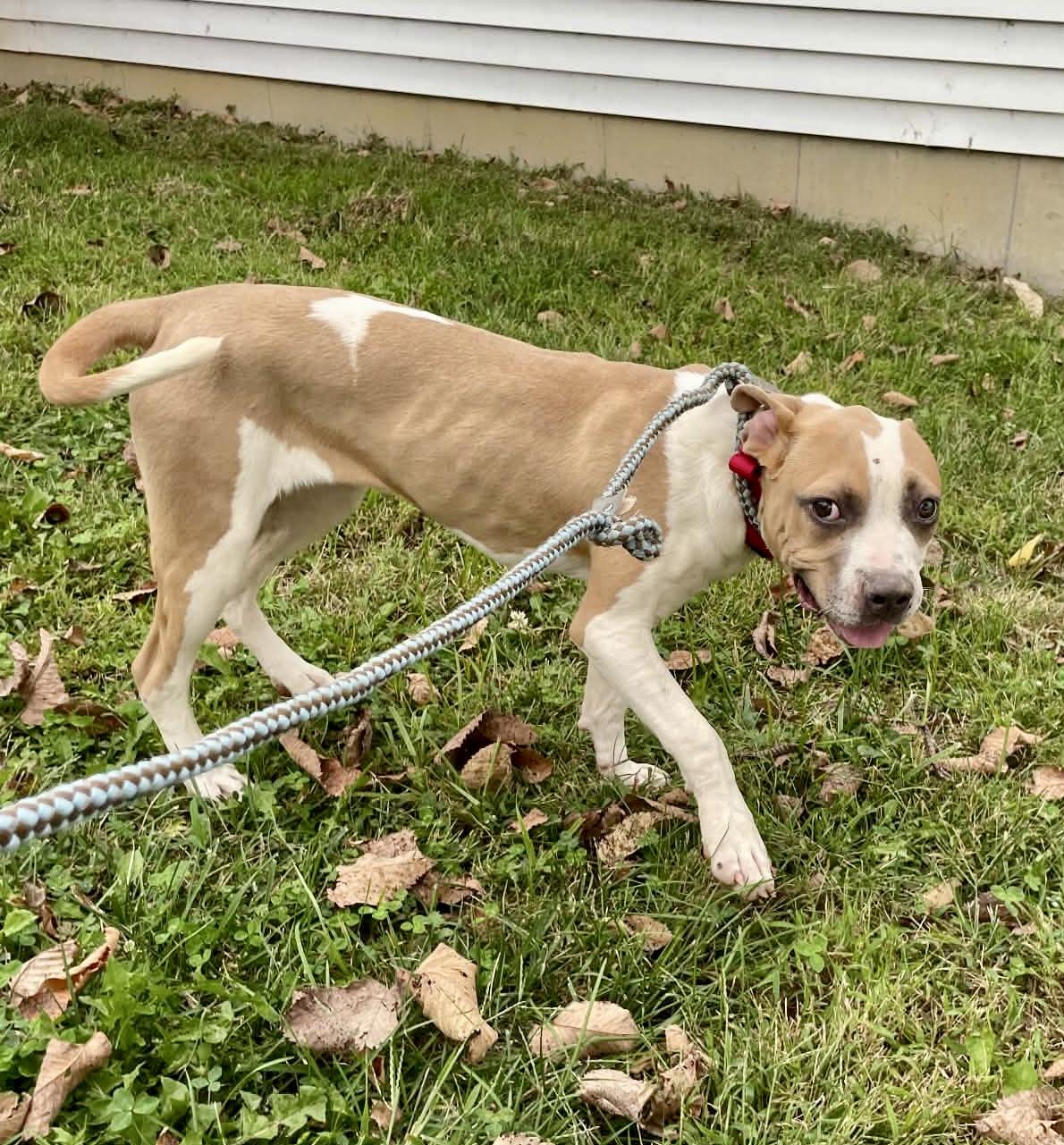 Enlarge Eden, a Adoptable mixed breed in St Catharines, ON image 3/5