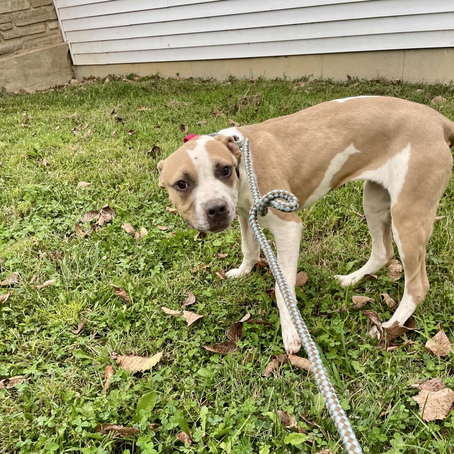 Enlarge Eden, a Adoptable mixed breed in St Catharines, ON image 4/5