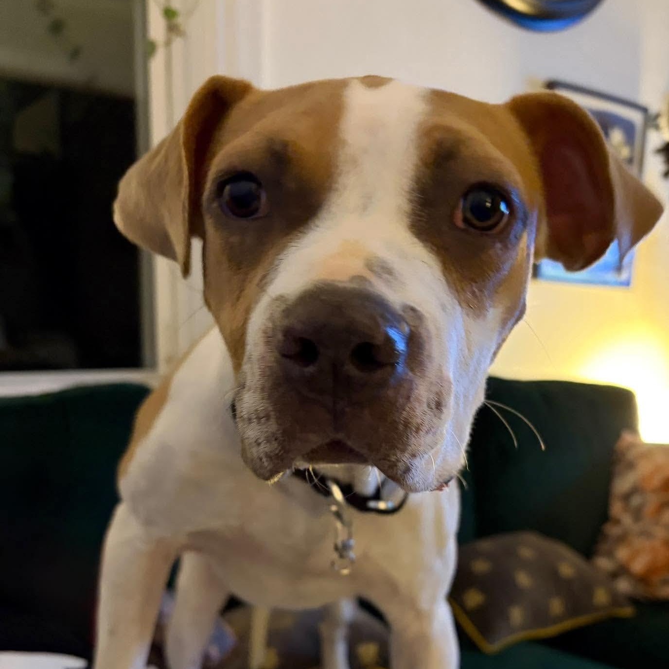 Eden, Adoptable, Puppy Female Boxer.