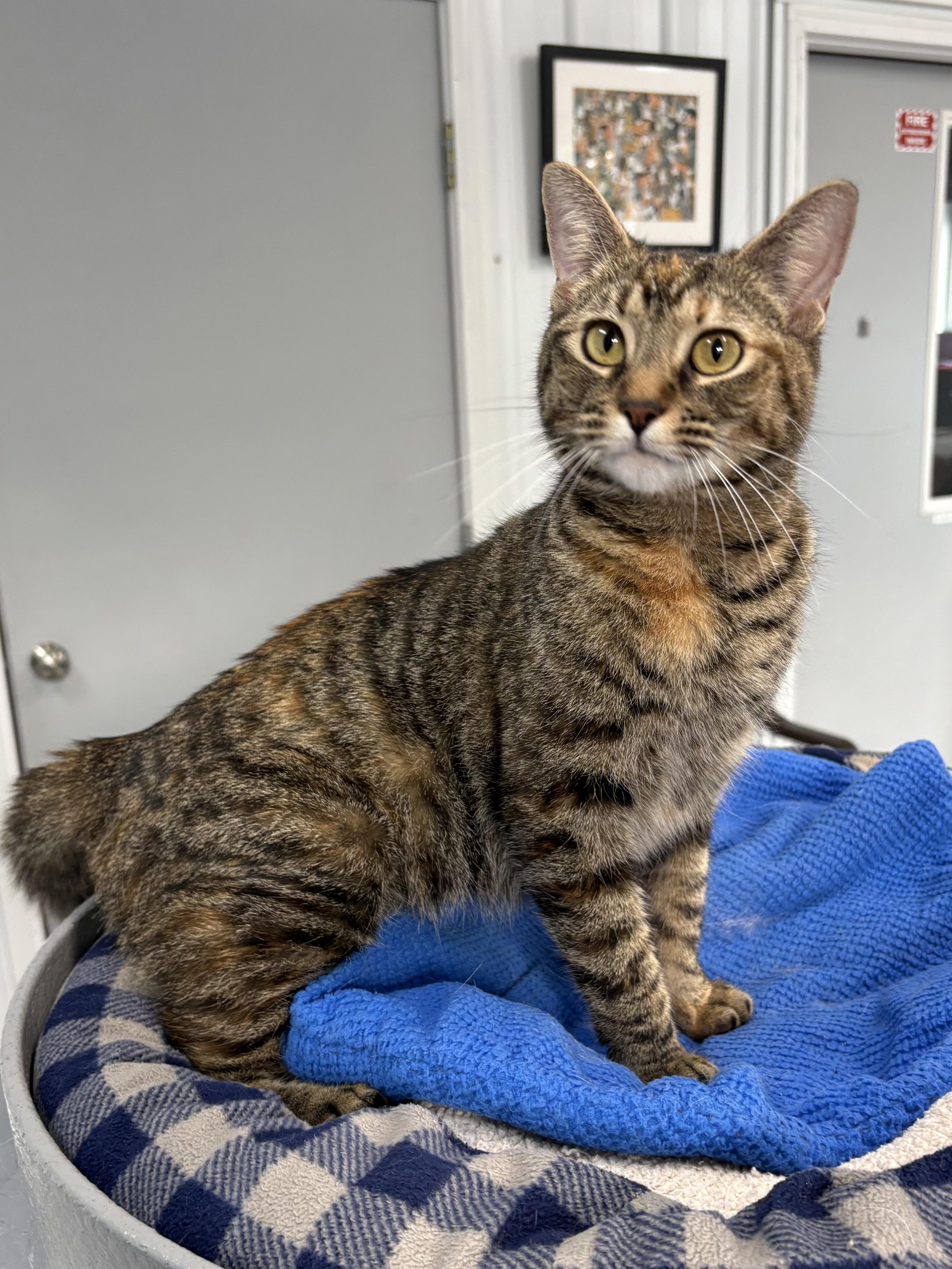 Liberty, Adult Female unknown