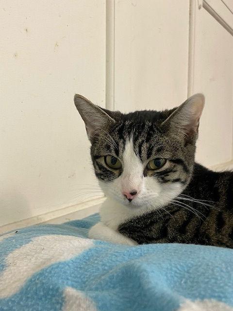 Cheerio, Adoptable, Young Female Tabby.