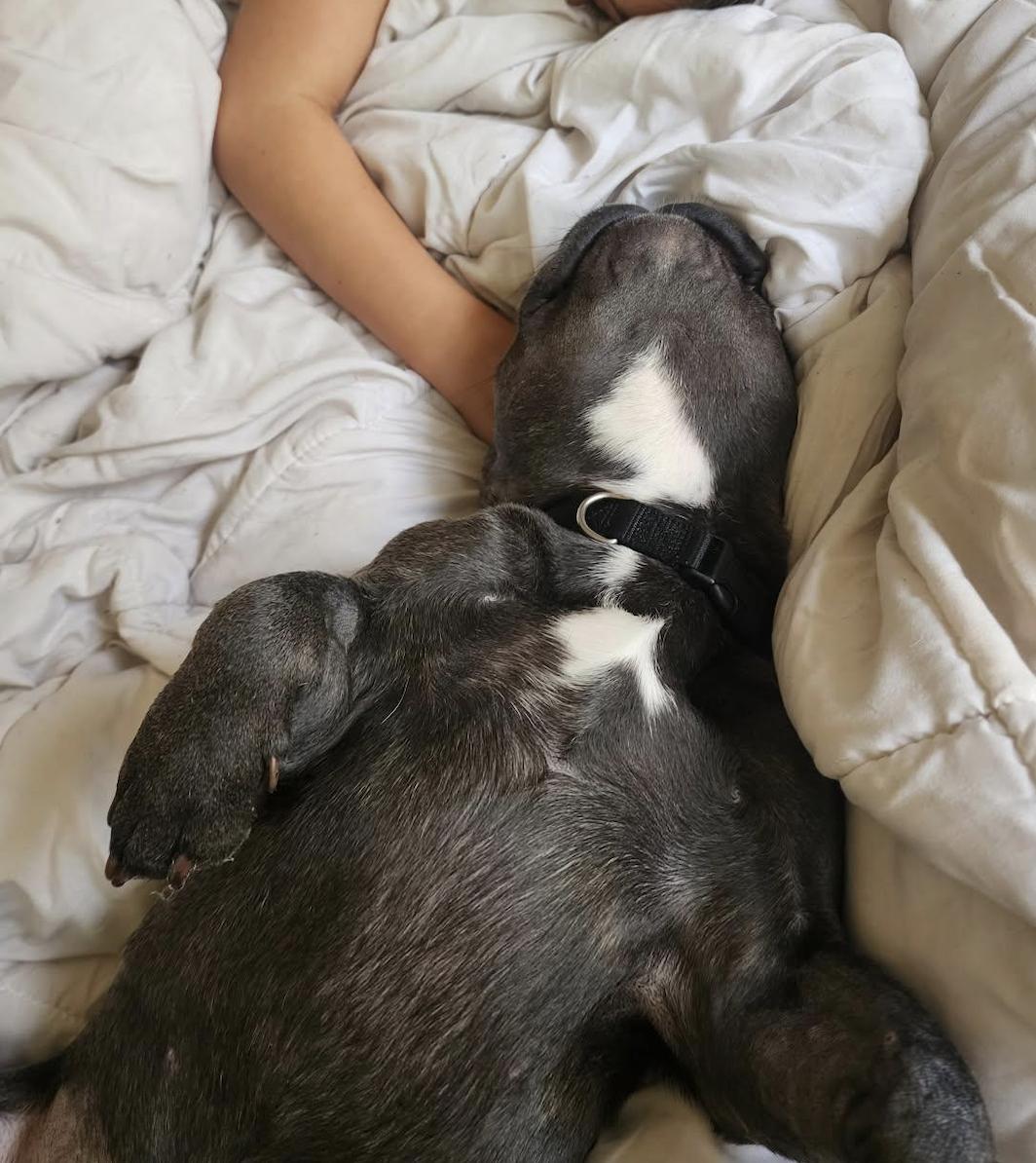 Rocky (AKA Smokey), Adopted, Young Male French Bulldog.