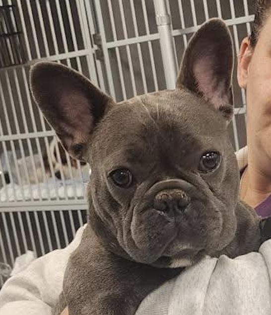 Rocky (AKA Smokey), Adopted, Young Male French Bulldog.