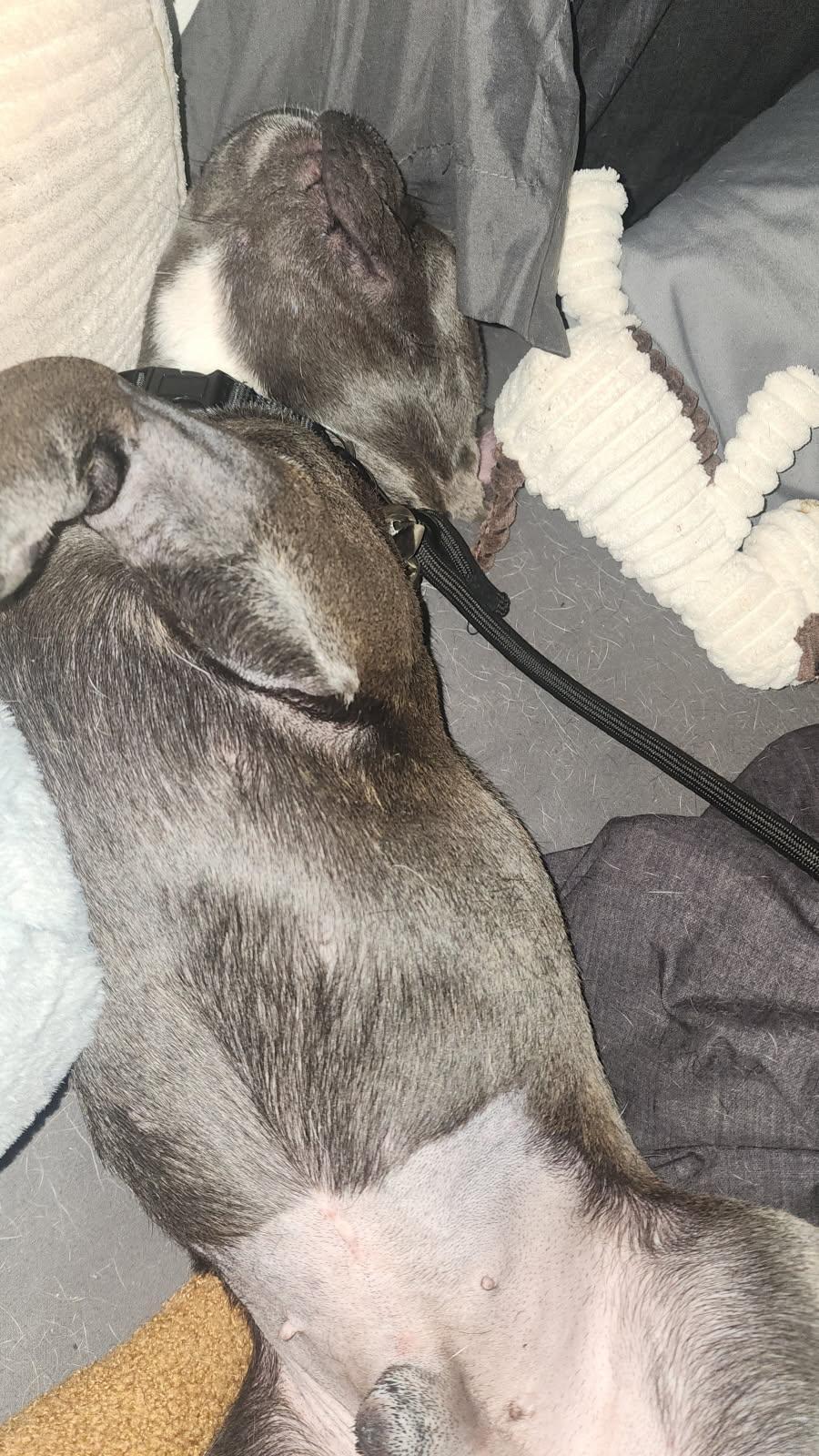 Enlarge Rocky (AKA Smokey), a Adopted French Bulldog in Brewster, NY image 3/3