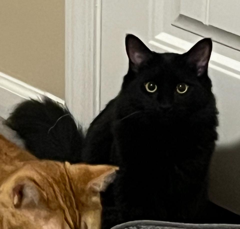 Enlarge Raven, a Adopted Domestic Long Hair in Woodstock, GA image 1/1