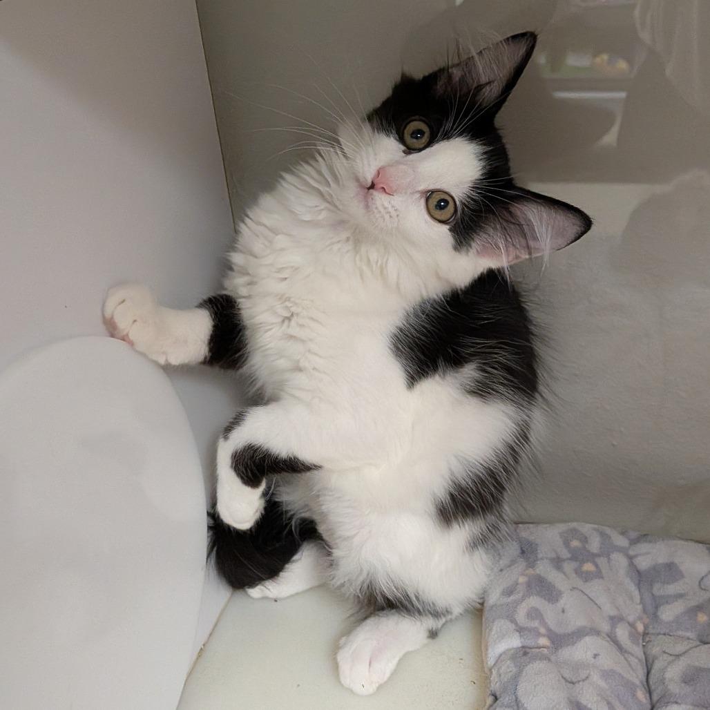Wren, a Adoptable Domestic Medium Hair in Hannibal, MO image 1/2