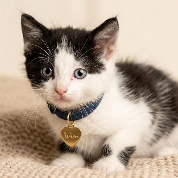 Wren, a Adoptable Domestic Medium Hair in Hannibal, MO image 2/2