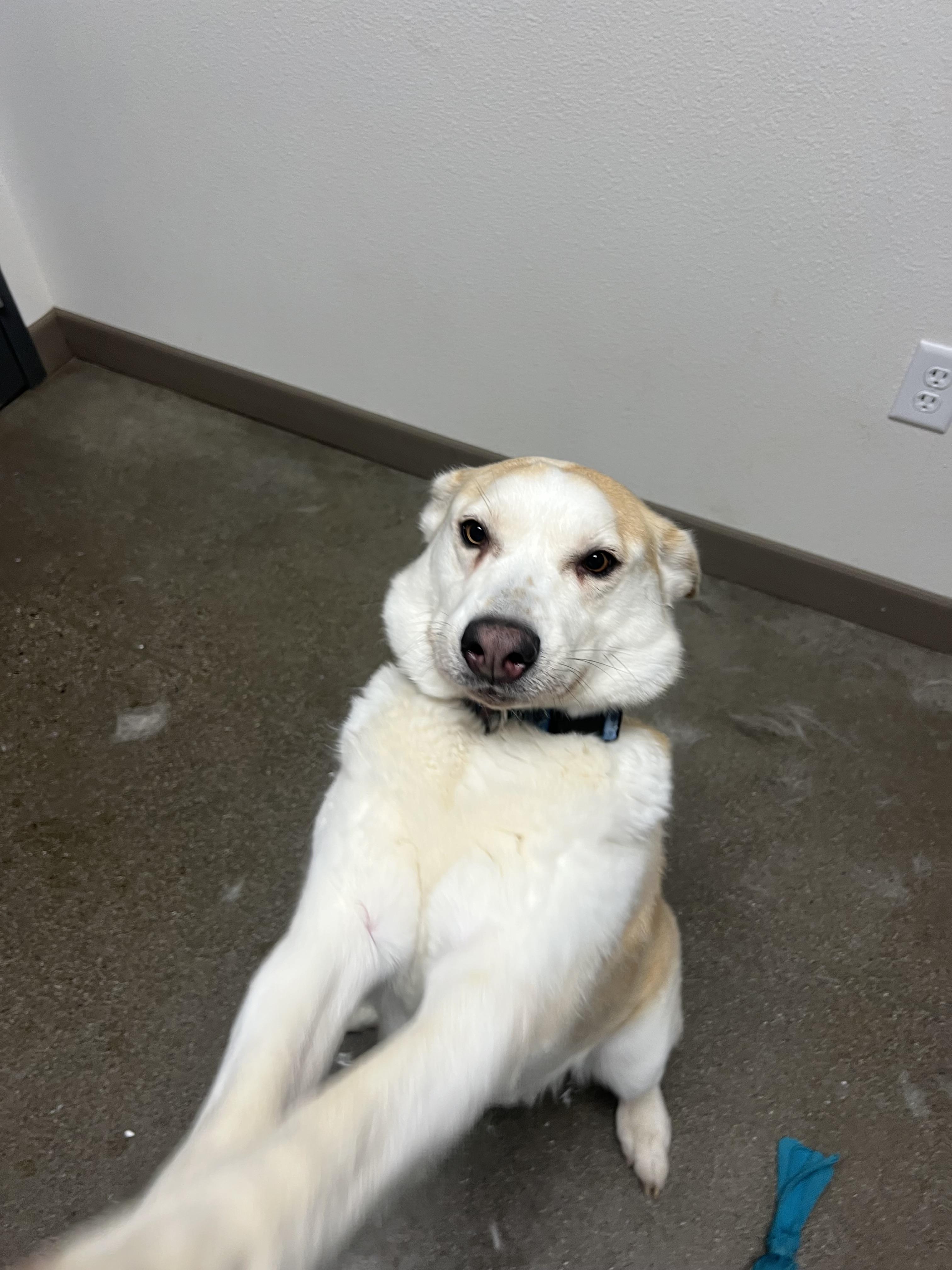 Skyler, Adopted, Adult Male Husky.