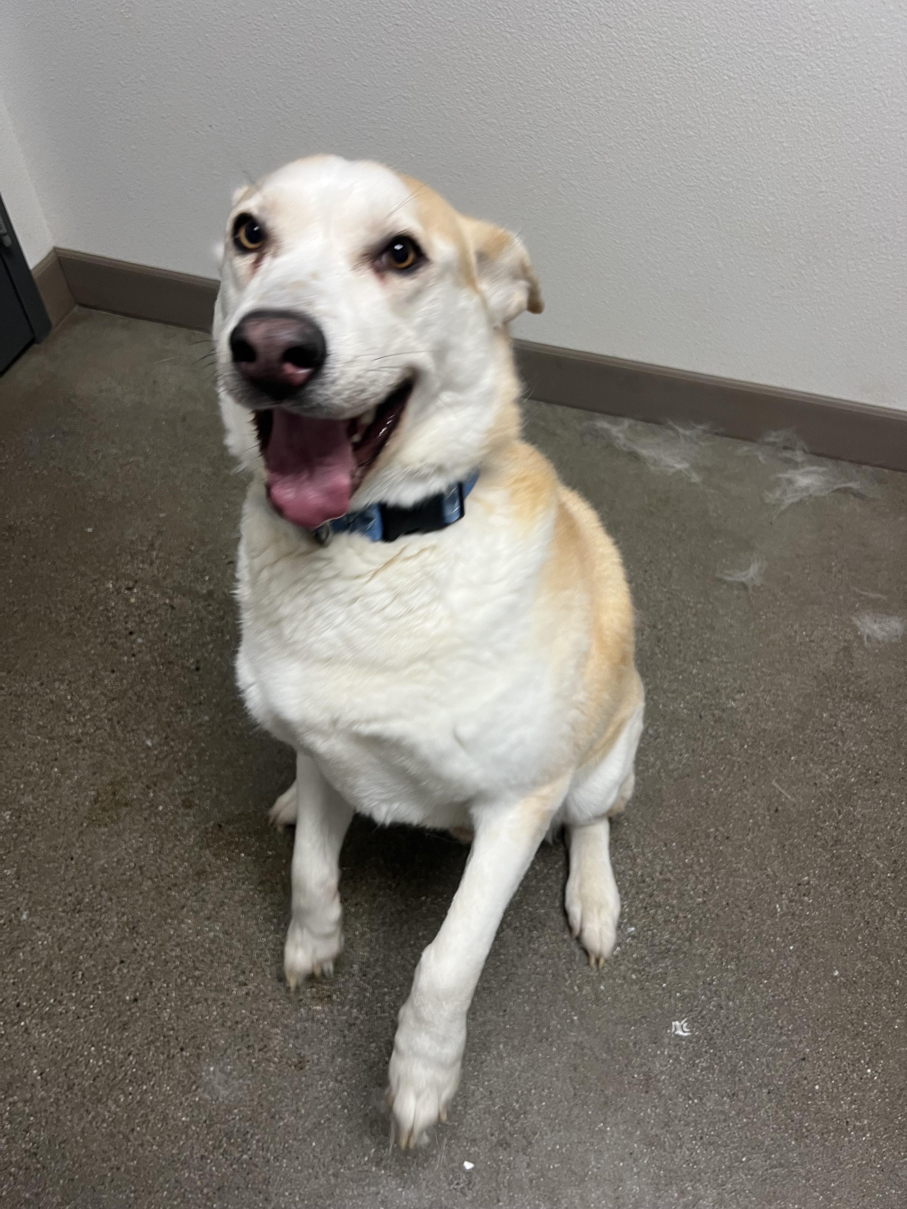 Skyler, a Adopted mixed breed in Chico, CA image 2/4