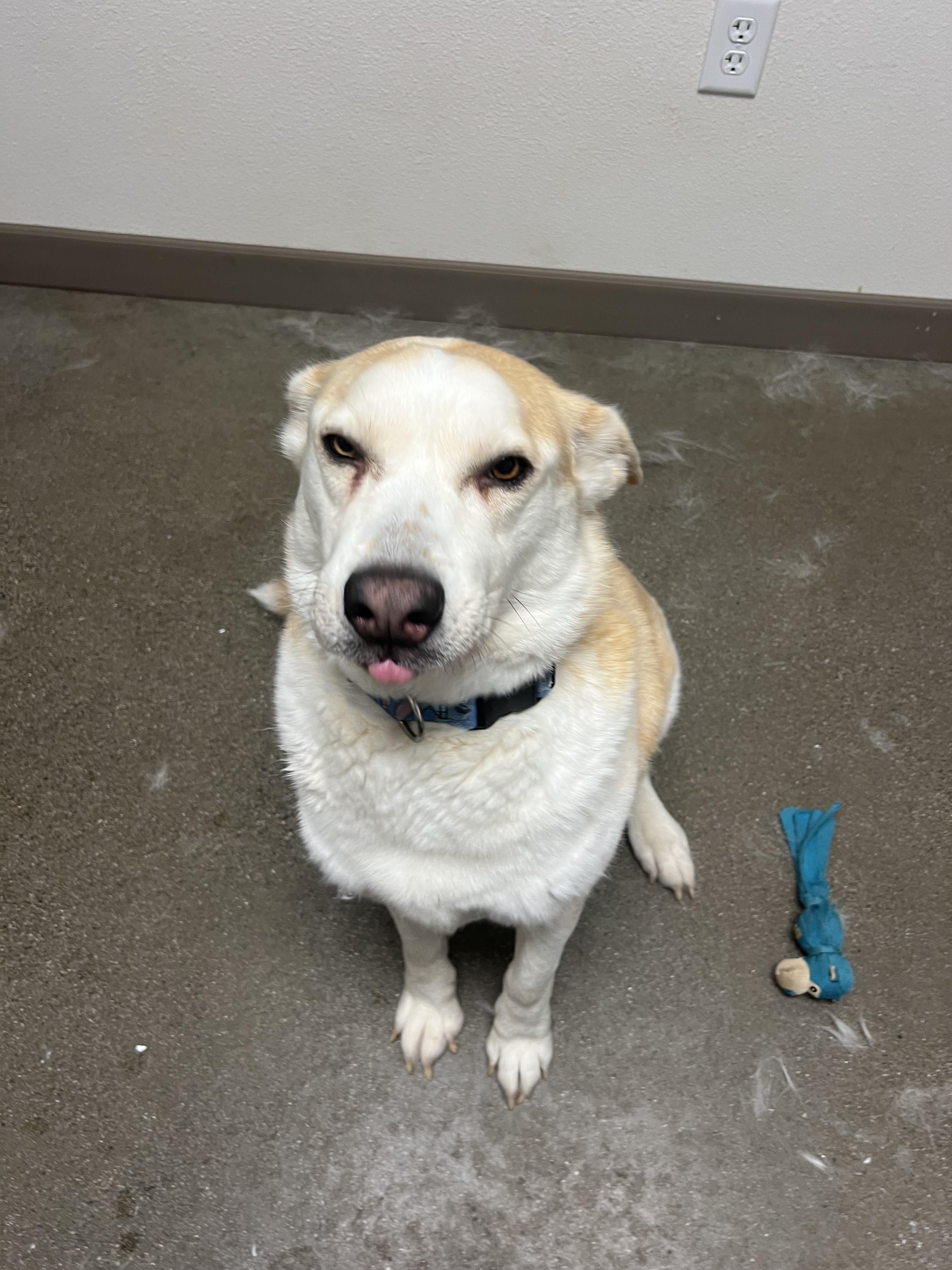 Skyler, a Adopted mixed breed in Chico, CA image 3/4
