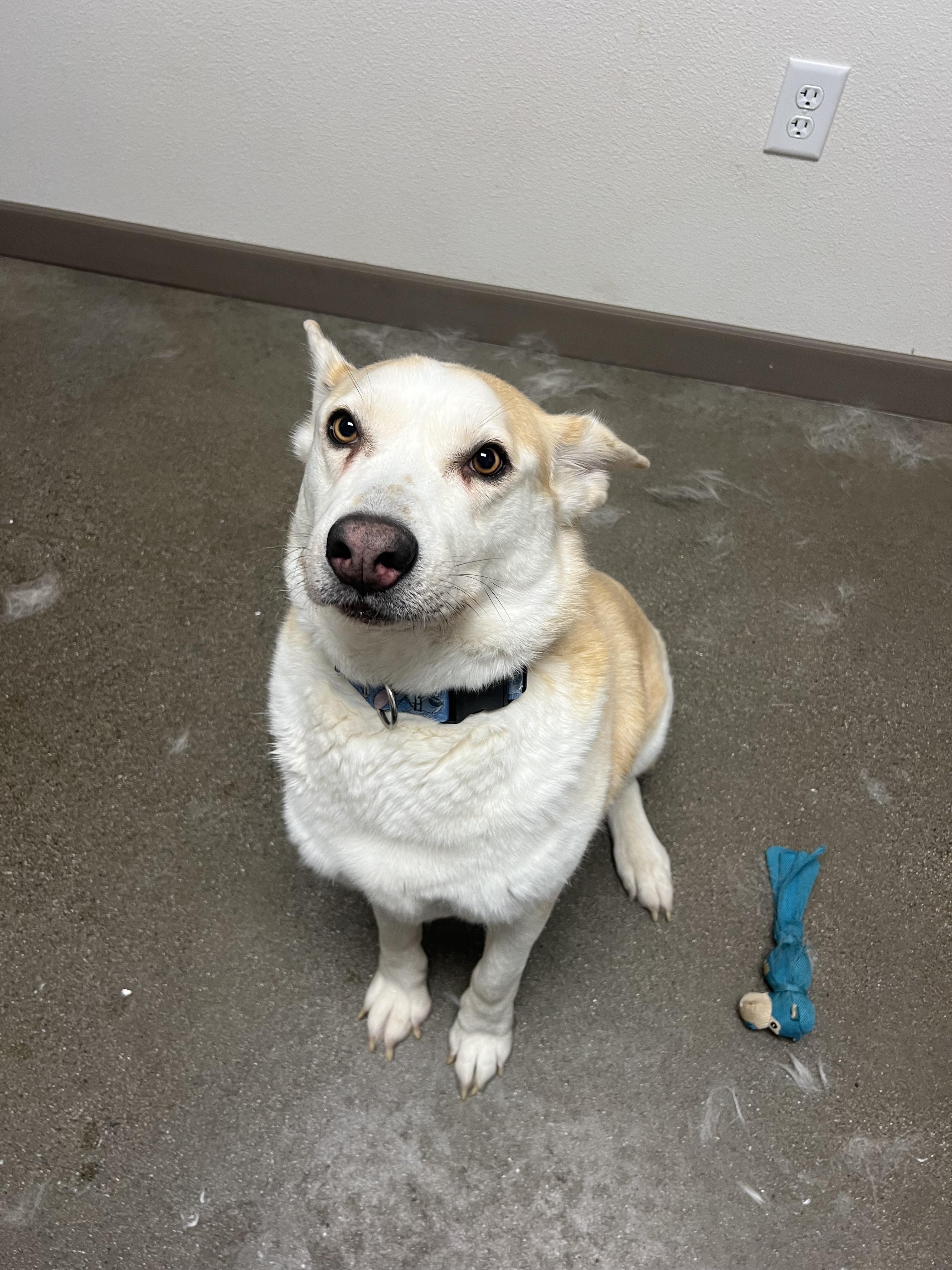 Skyler, a Adopted mixed breed in Chico, CA image 4/4