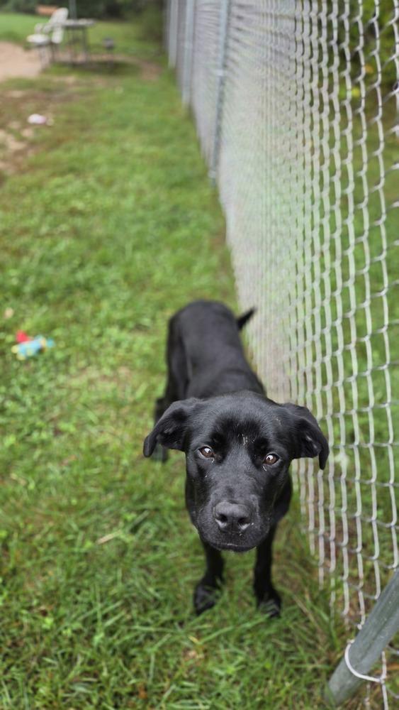 Licorice, Adoptable, Young Female German Shepherd Dog.