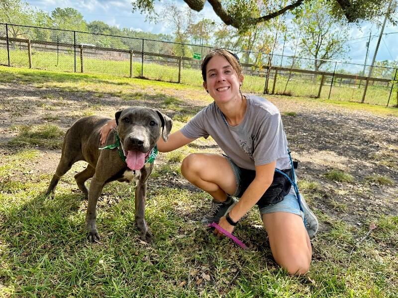 Fizz with that Soul Dog Spark, Adoptable, Adult Female Labrador Retriever & Weimaraner.