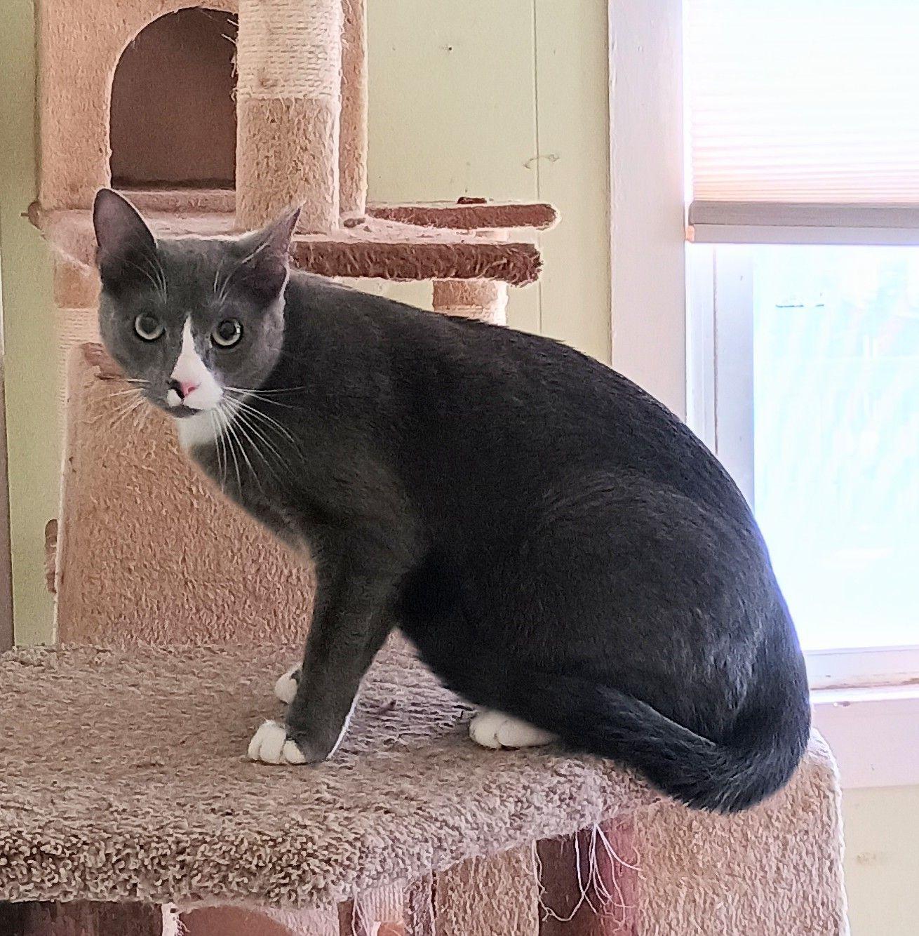 Sammy - gentle & loving