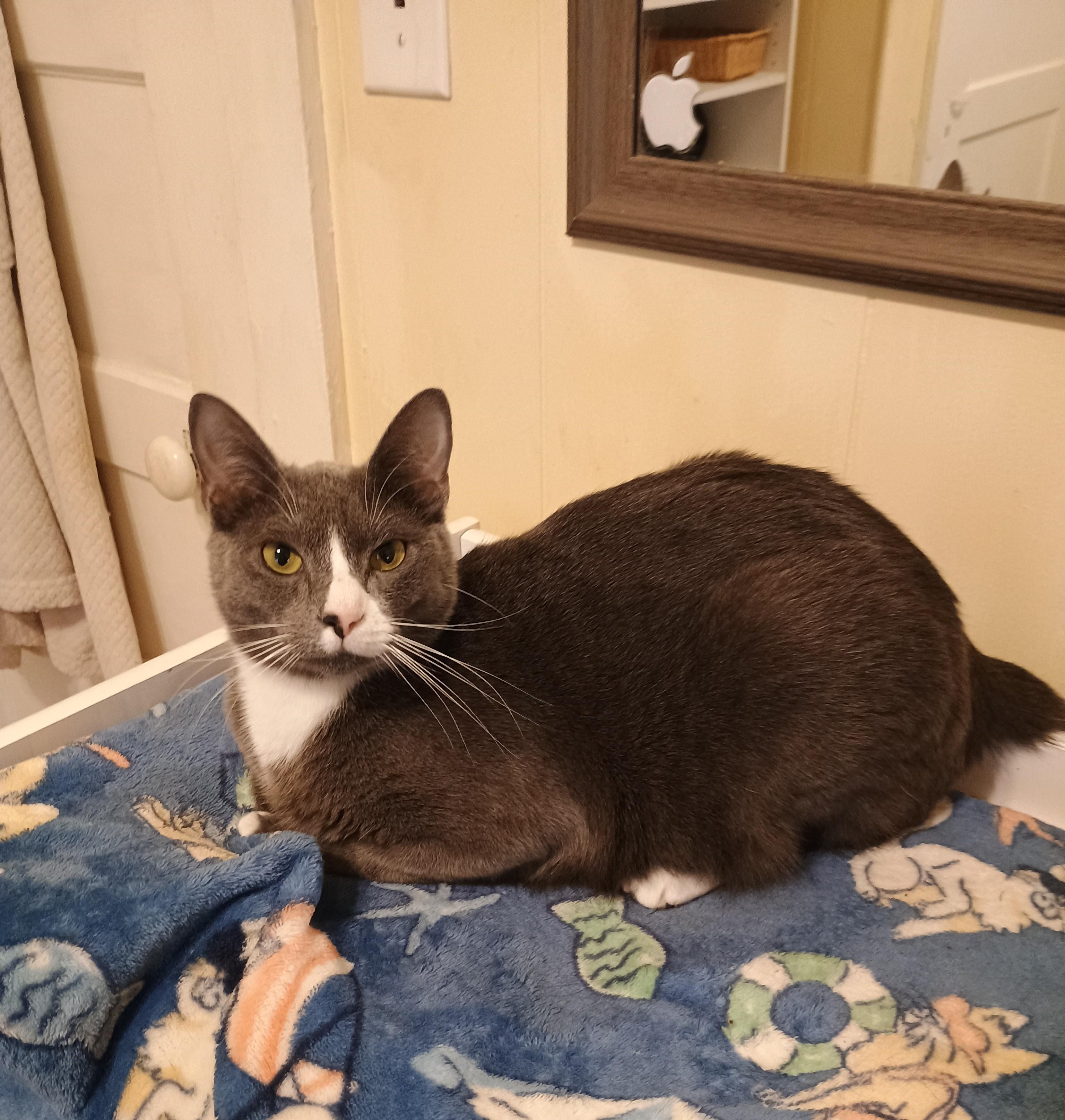 Sammy - gentle & loving