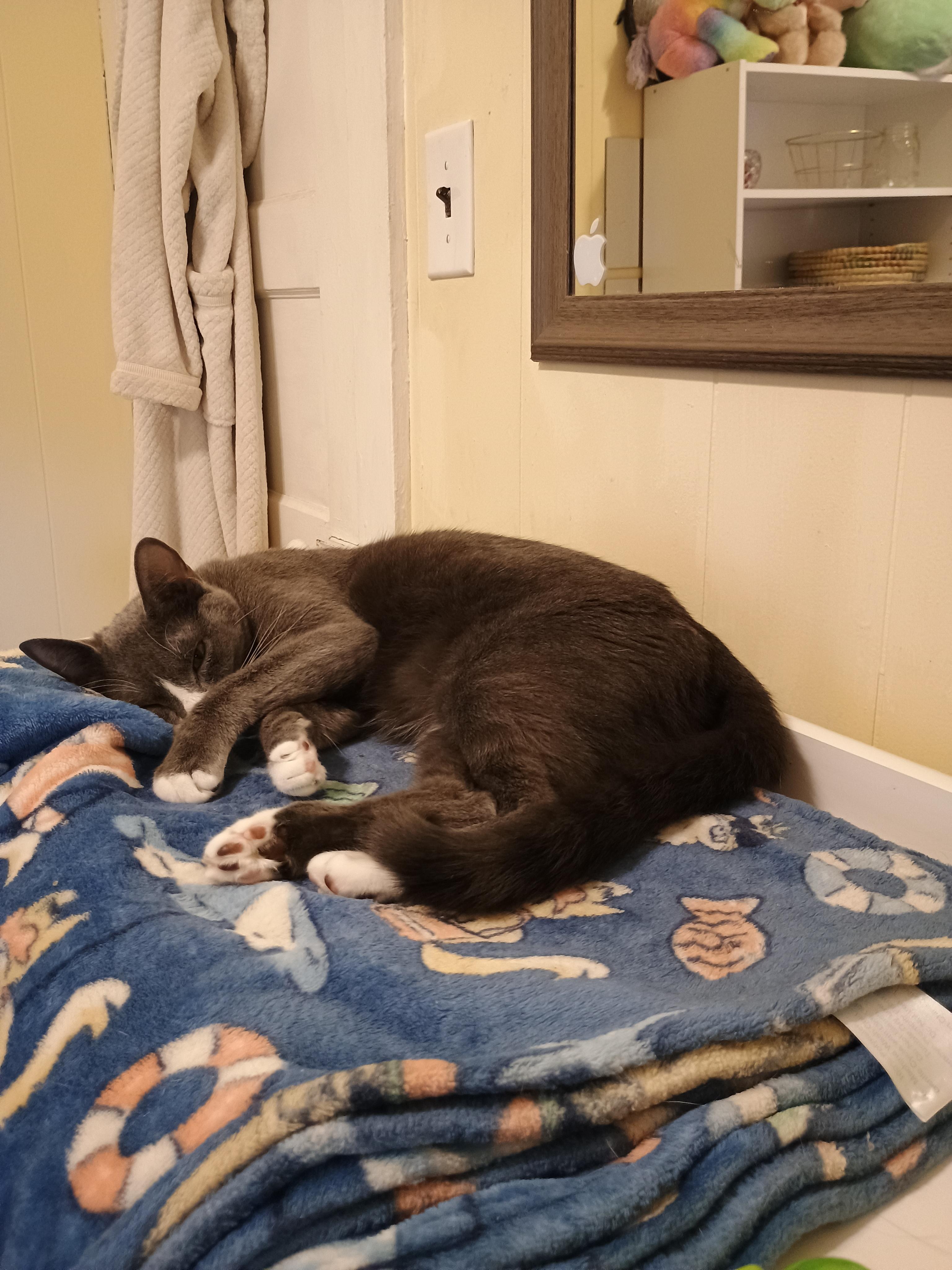 Sammy - gentle & loving