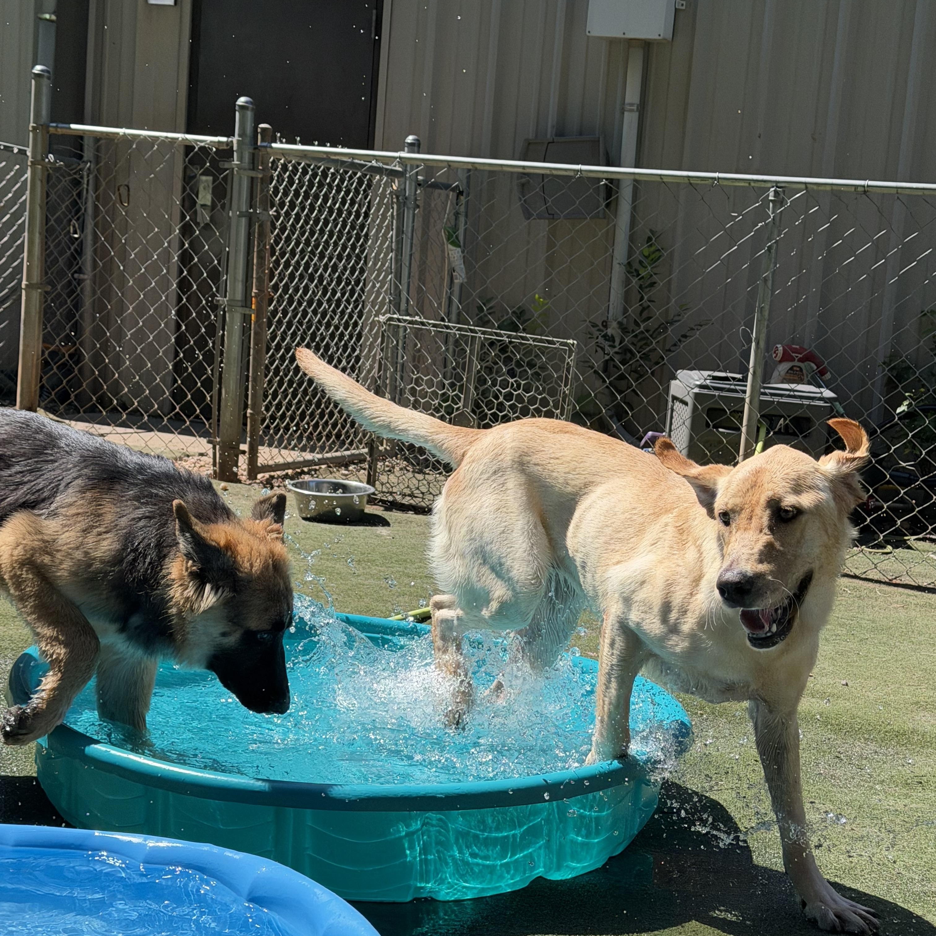 Enlarge Madison, a Adoptable Yellow Labrador Retriever in Charlotte, NC image 4/6