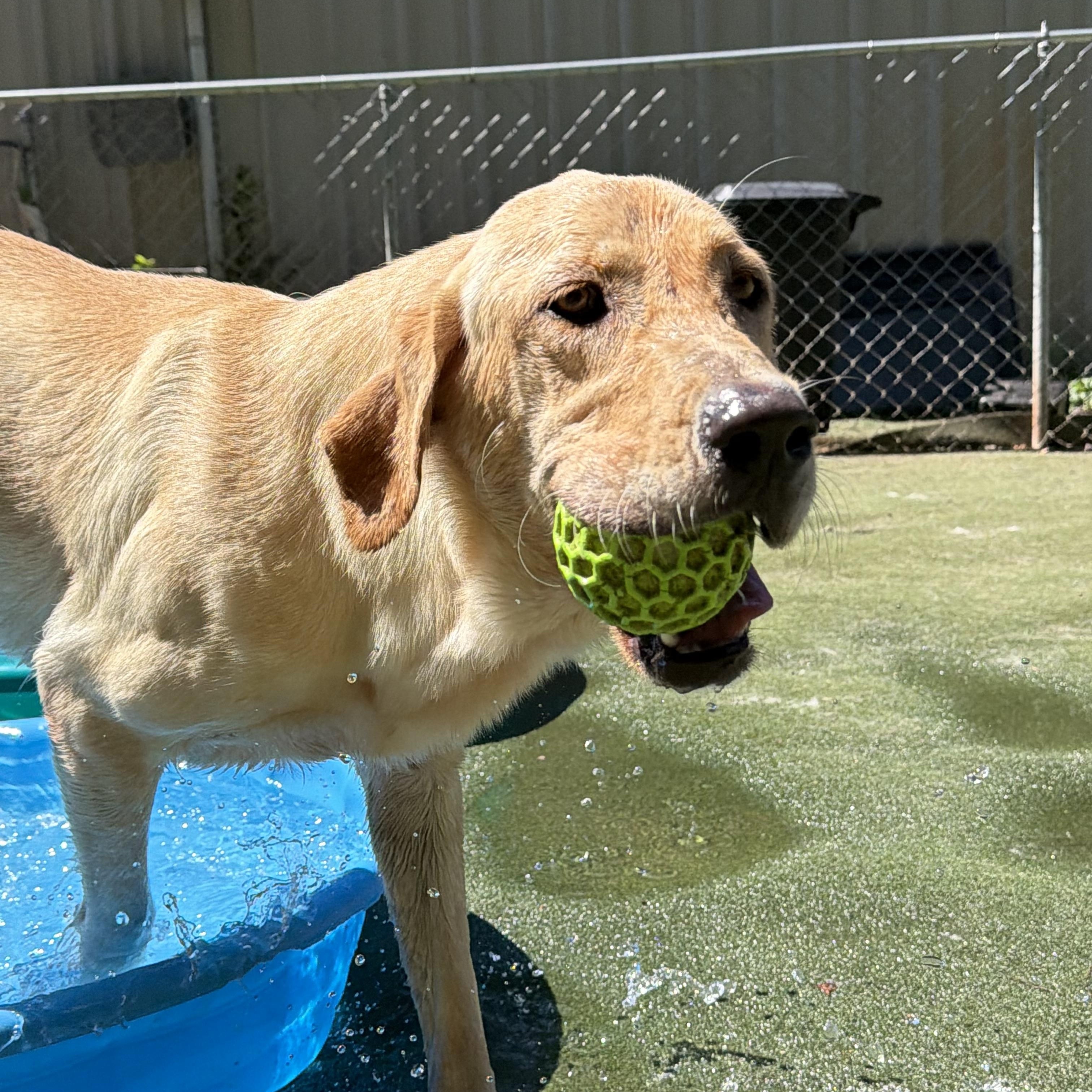 Enlarge Madison, a Adoptable Yellow Labrador Retriever in Charlotte, NC image 5/6