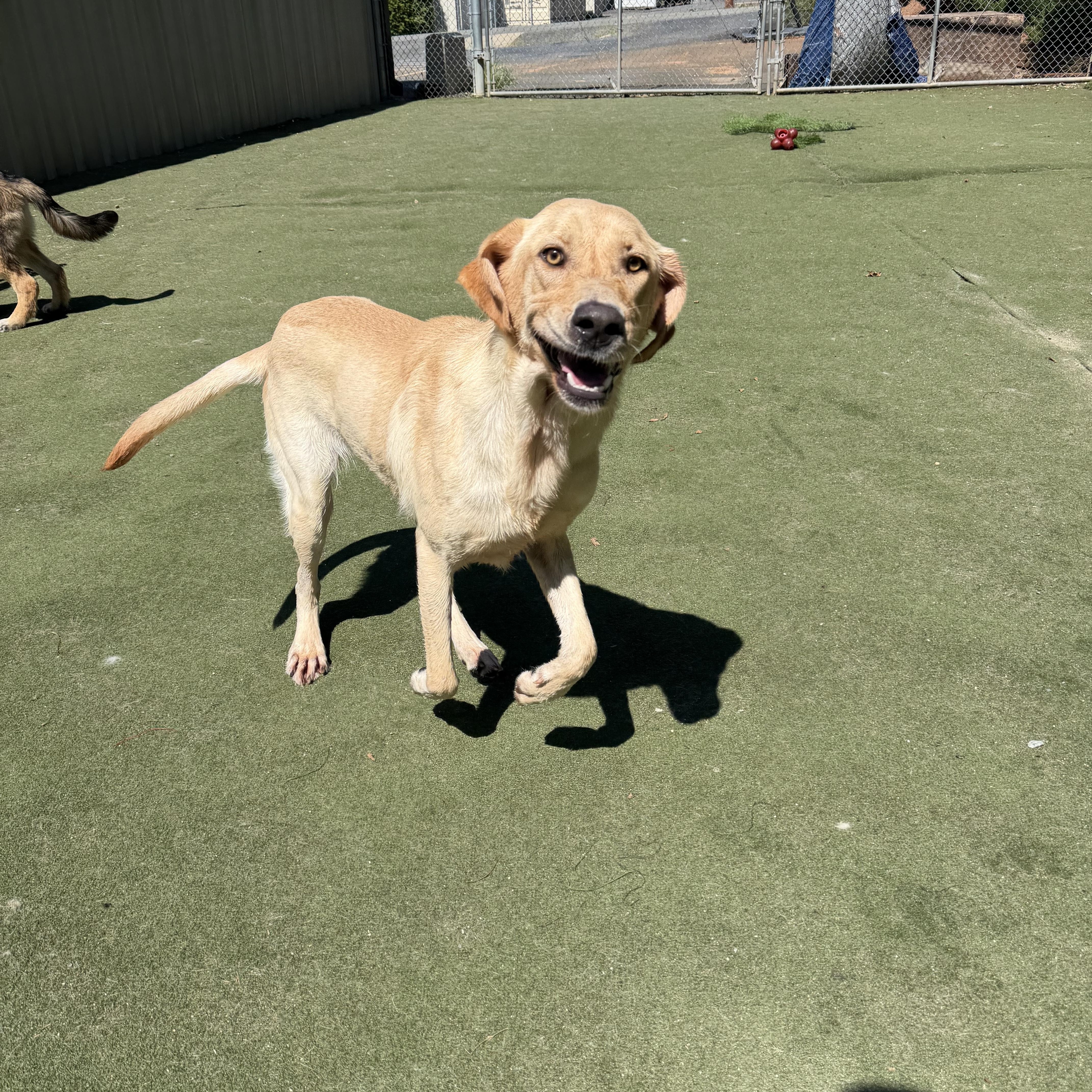 Enlarge Madison, a Adoptable Yellow Labrador Retriever in Charlotte, NC image 6/6