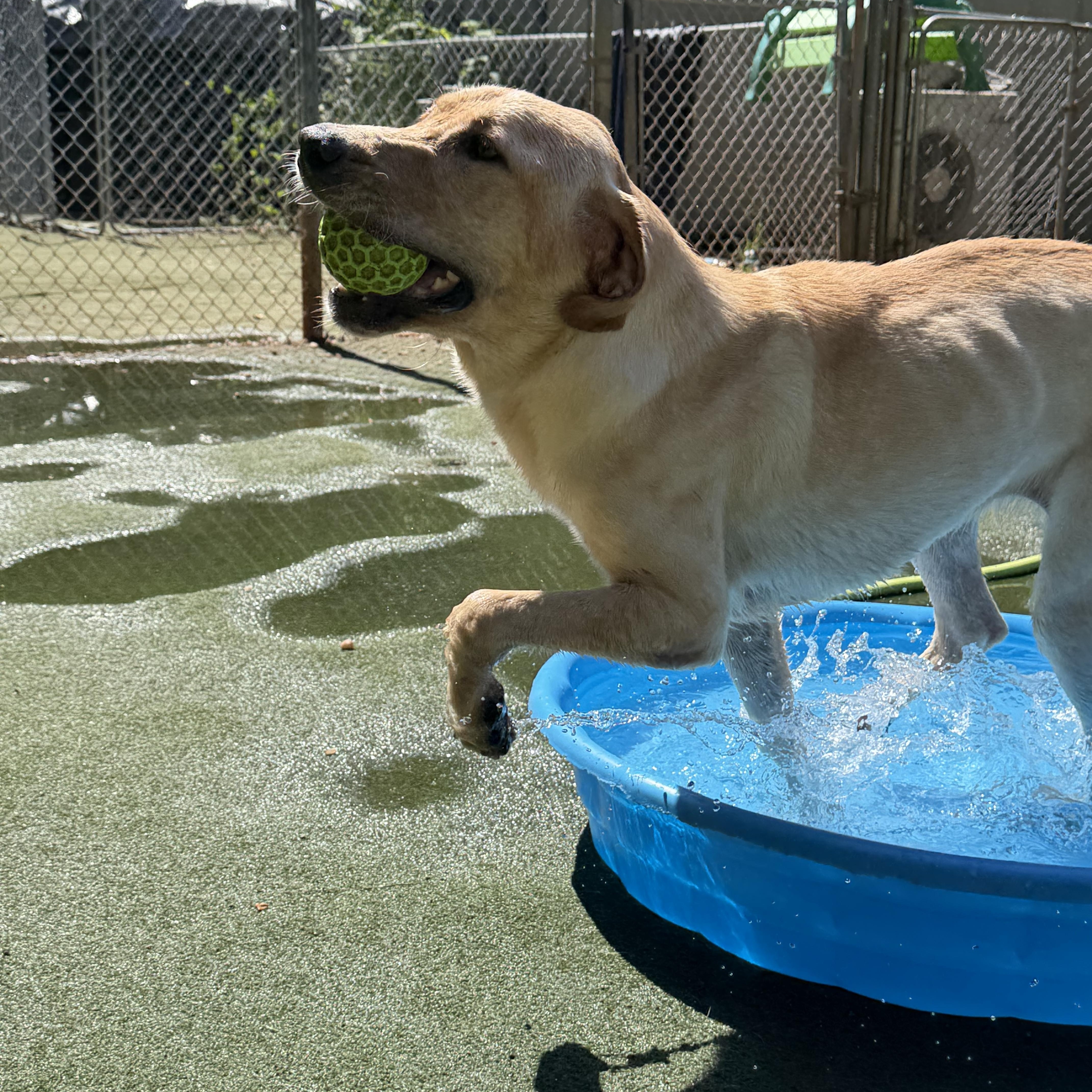 Enlarge Madison, a Adoptable Yellow Labrador Retriever in Charlotte, NC image 3/6