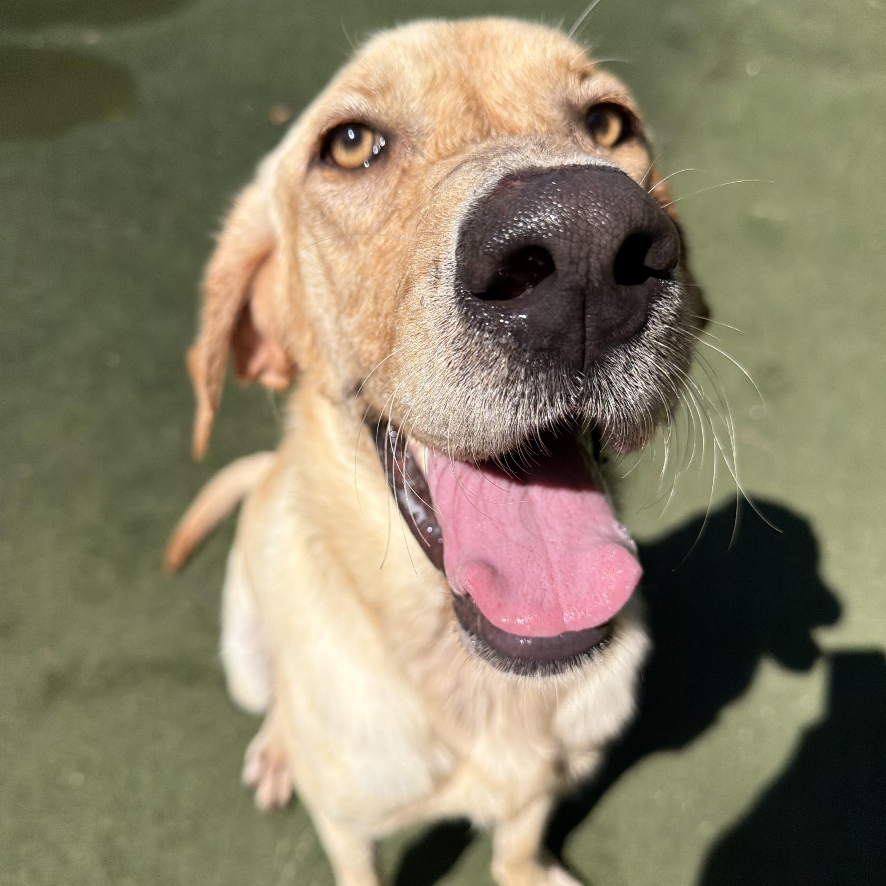 Enlarge Madison, a Adoptable Yellow Labrador Retriever in Charlotte, NC image 1/6