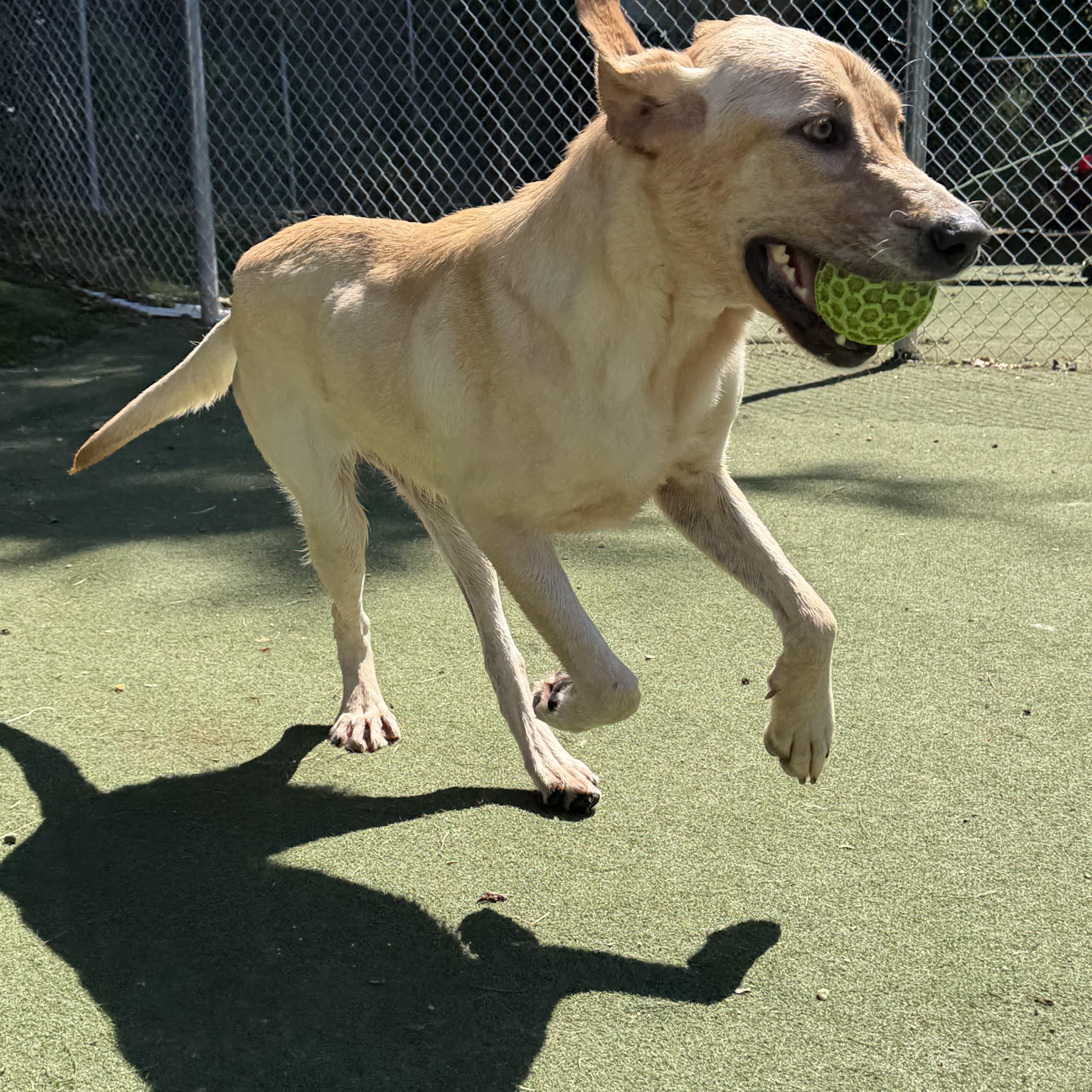 Enlarge Madison, a Adoptable Yellow Labrador Retriever in Charlotte, NC image 2/6