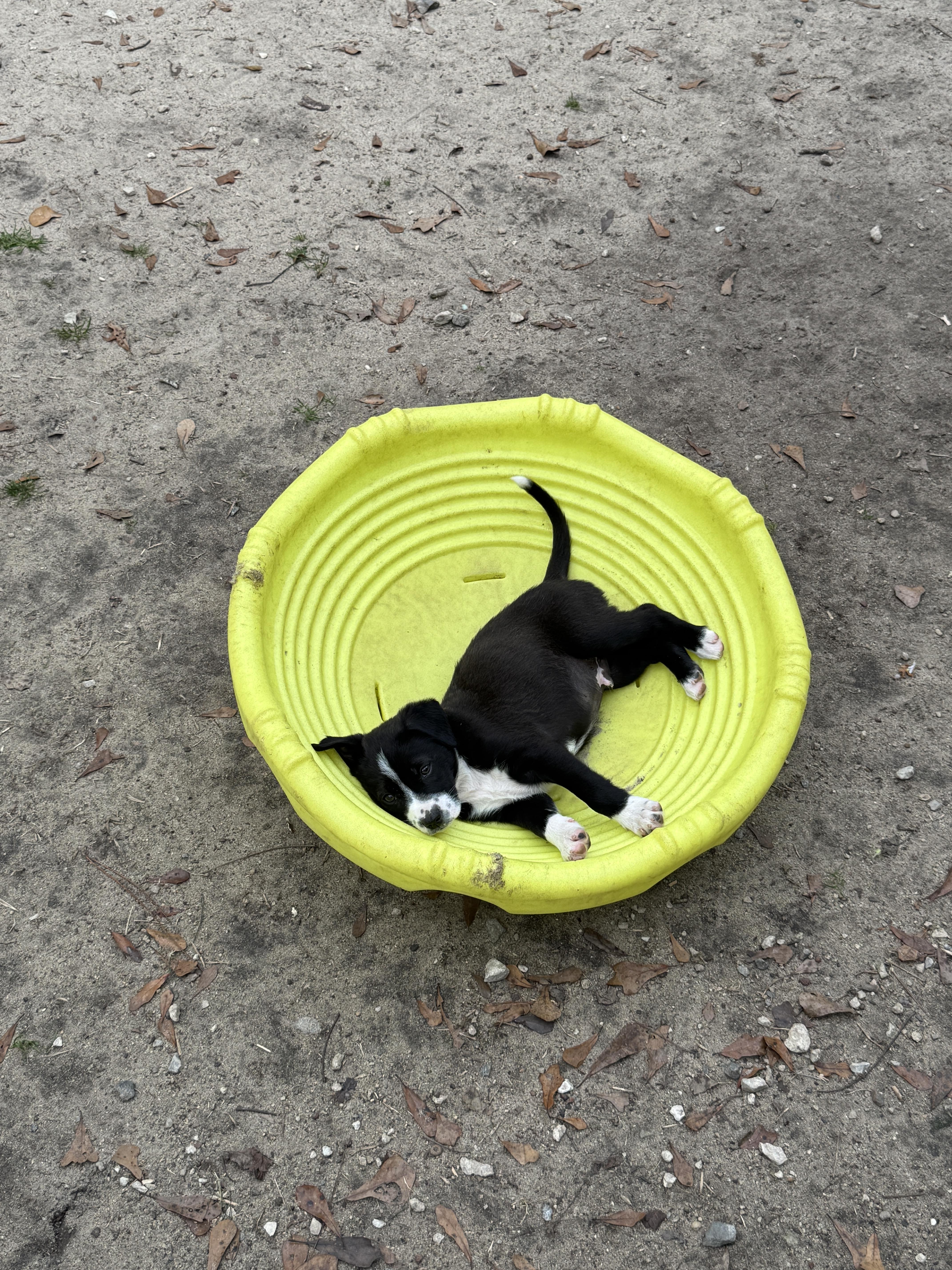 Wade , a Adoptable Mixed Breed in Argyle, NY image 2/6