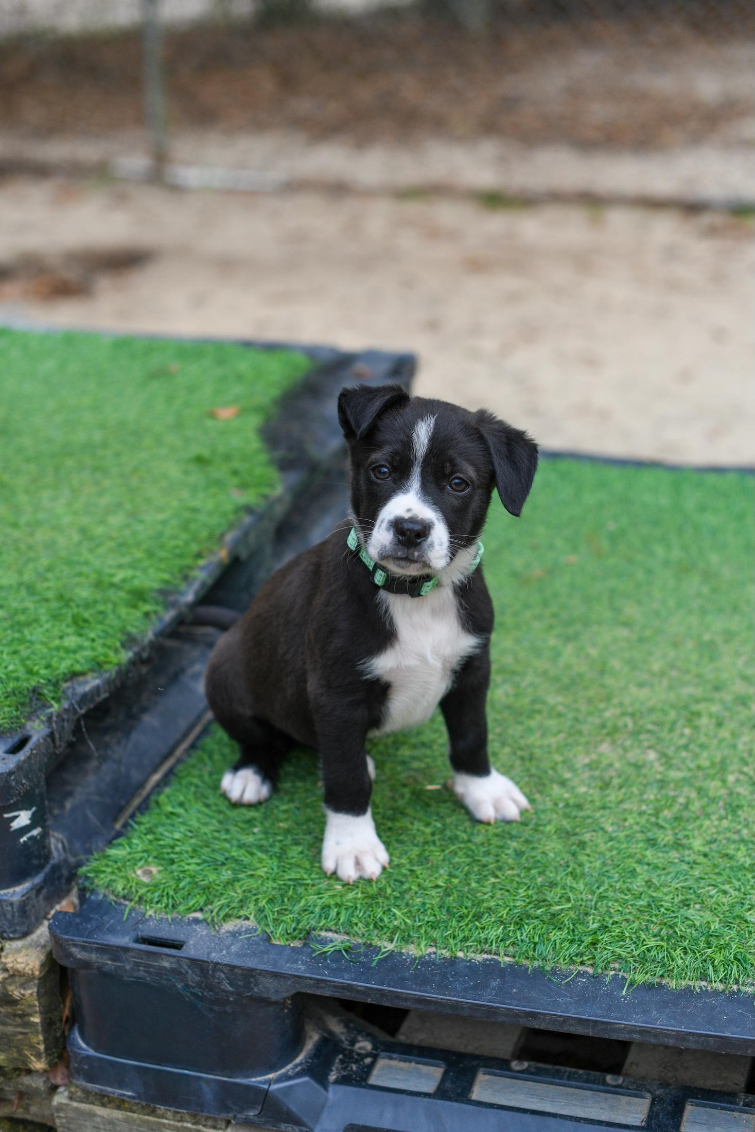 Wade , a Adoptable Mixed Breed in Argyle, NY image 3/6