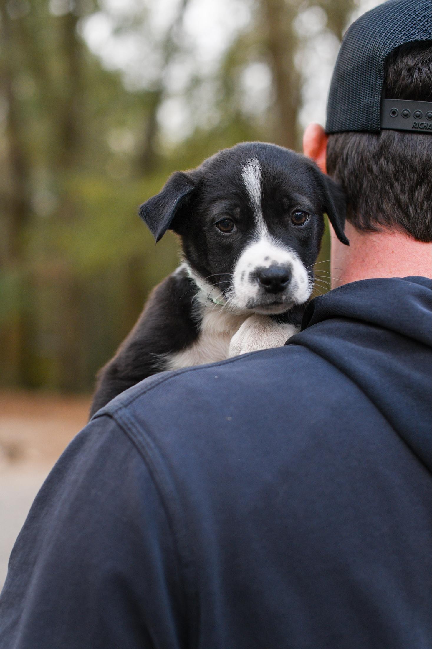 Wade , a Adoptable Mixed Breed in Argyle, NY image 4/6
