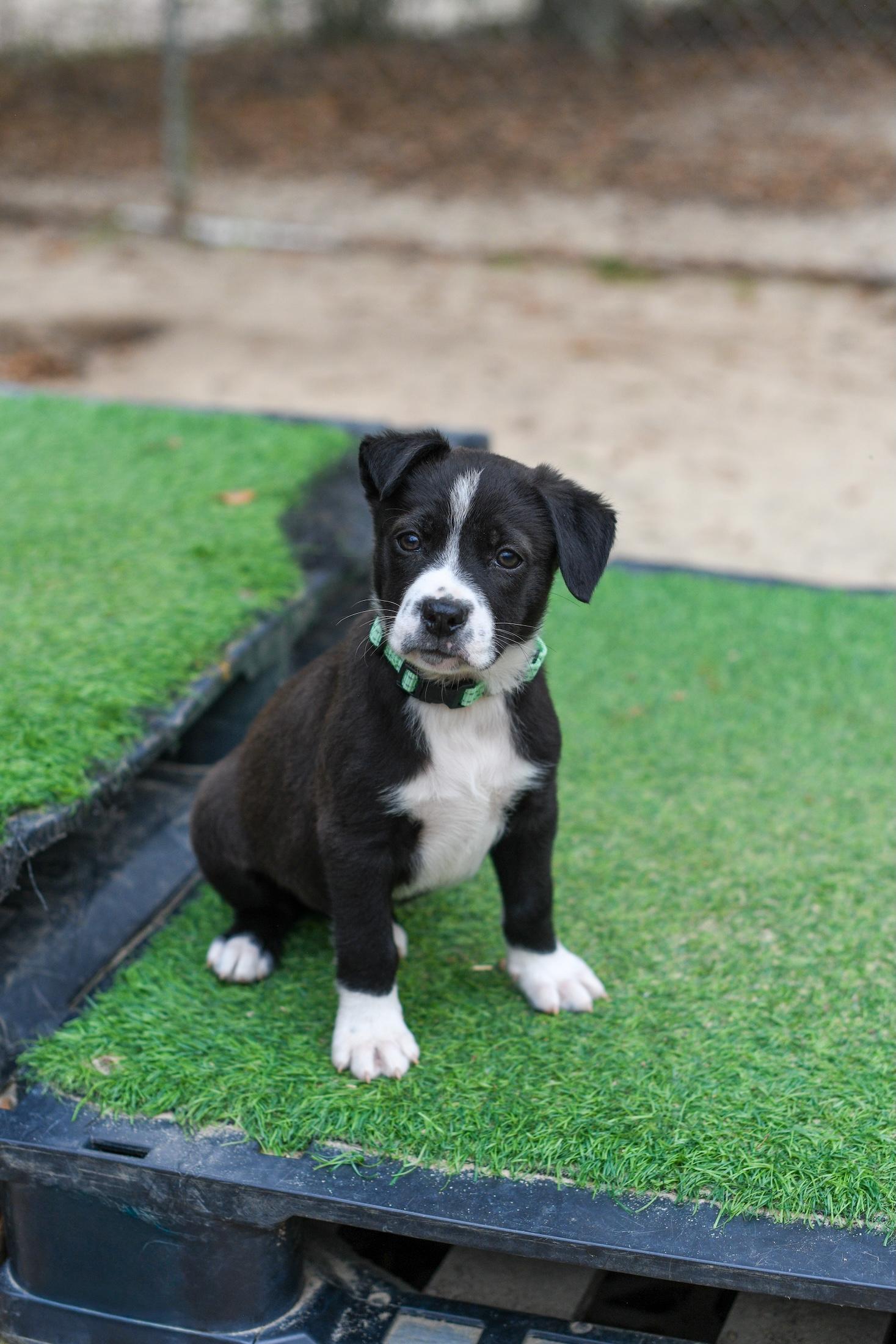 Wade , Adoptable, Puppy Male Mixed Breed.