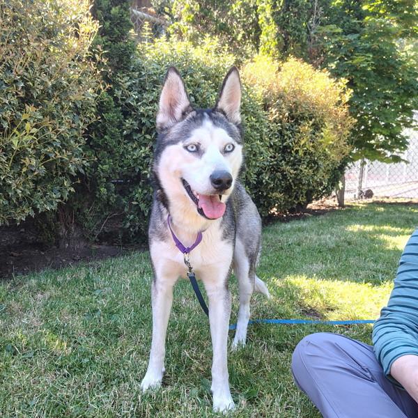 Enlarge Vexa, a Adoptable mixed breed in Vancouver, WA image 1/1