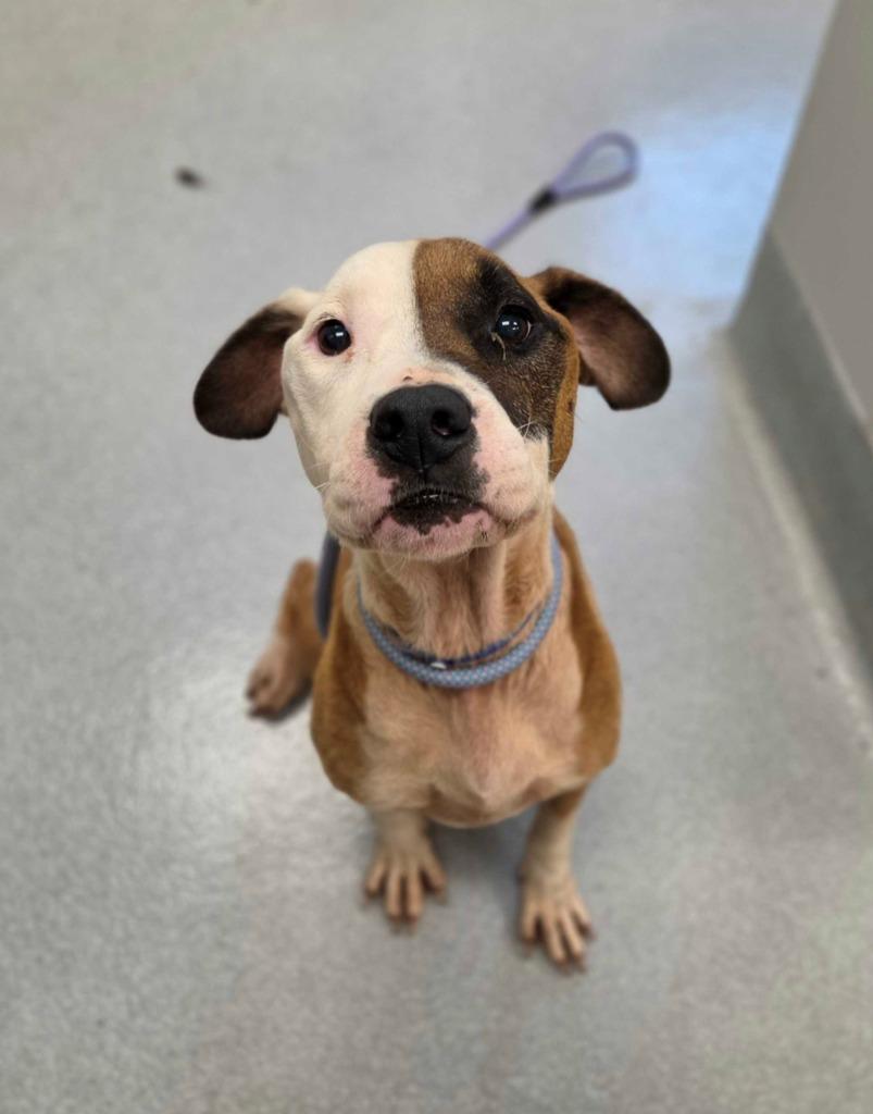 Enlarge Zeus Allen, a Adoptable mixed breed in Chillicothe, OH image 1/1
