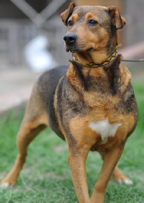 Cassie, Adoptable, Adult Female Shepherd & Beagle.