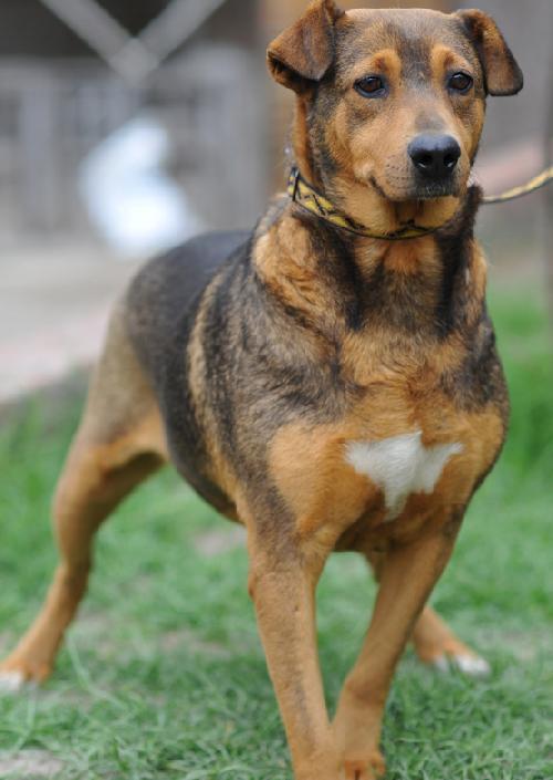 Enlarge Cassie, a Adoptable mixed breed in San Diego, CA image 3/3