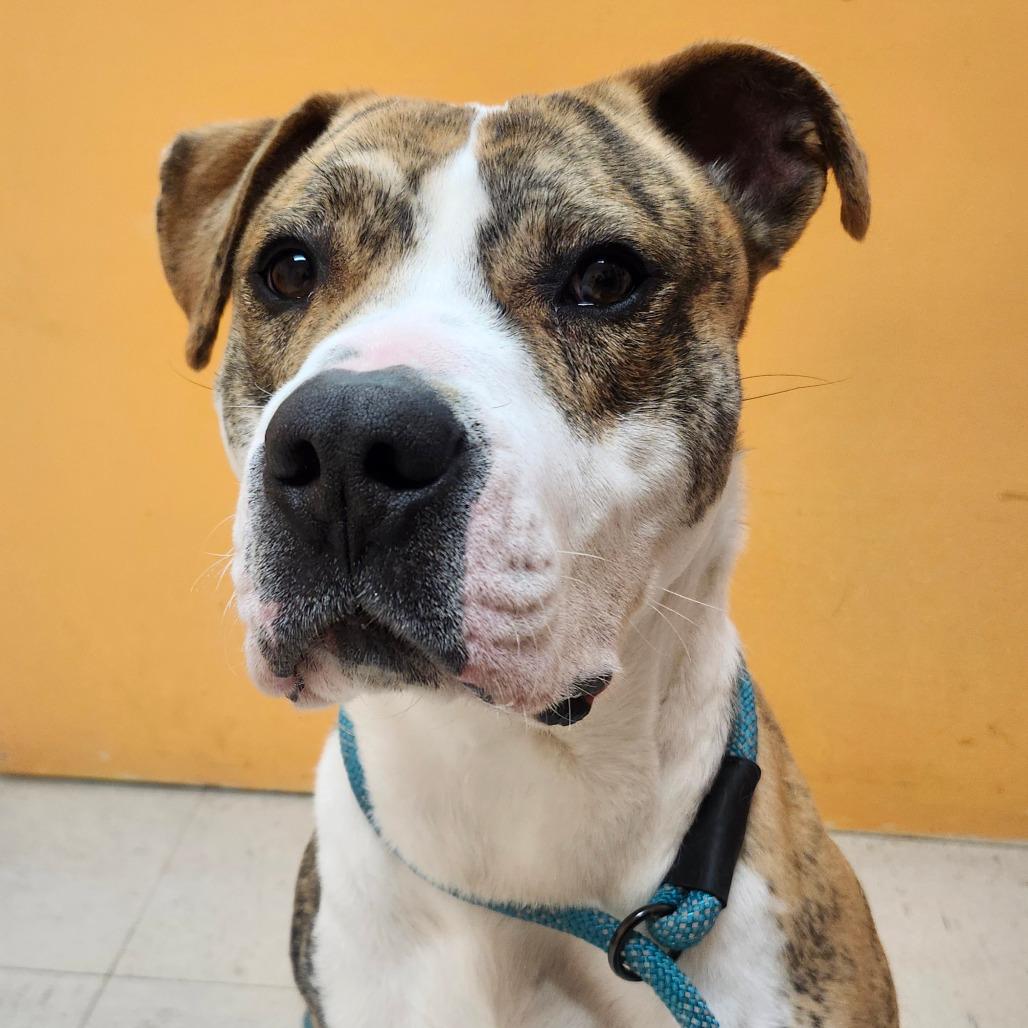 Enlarge FREDDIE, a ADOPTABLE mixed breed in Joshua Tree, CA image 1/1