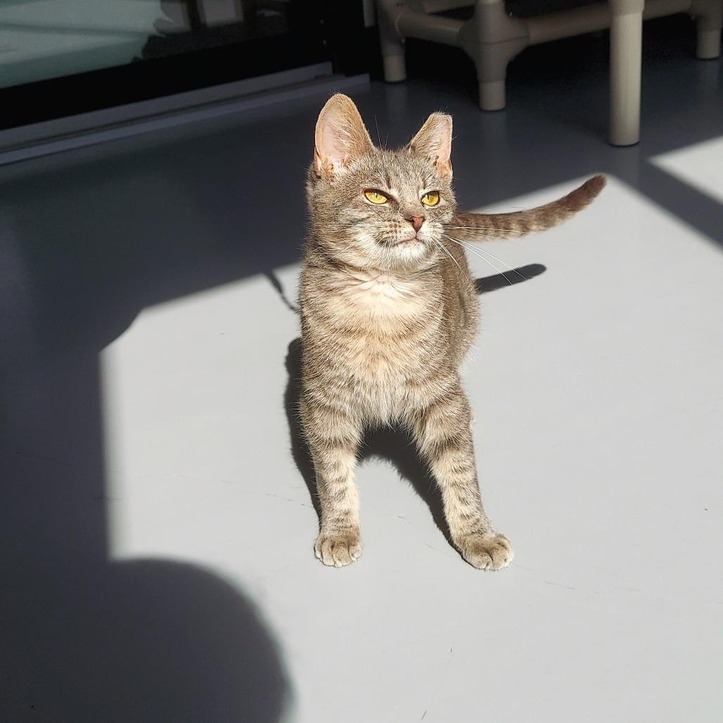 Gideon, Adoptable, Young Male Domestic Short Hair.