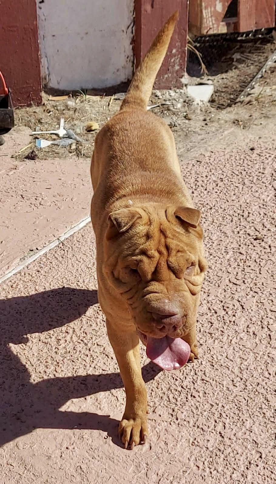 Sharpee, a ADOPTABLE Shar-Pei in Toms River, NJ image 2/5