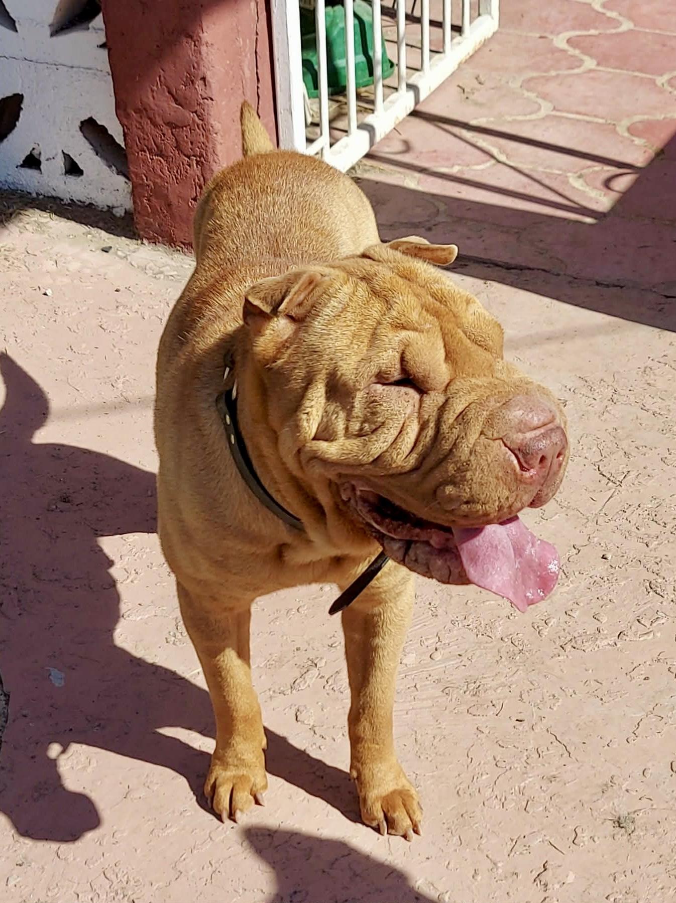 Sharpee, a ADOPTABLE Shar-Pei in Toms River, NJ image 4/5