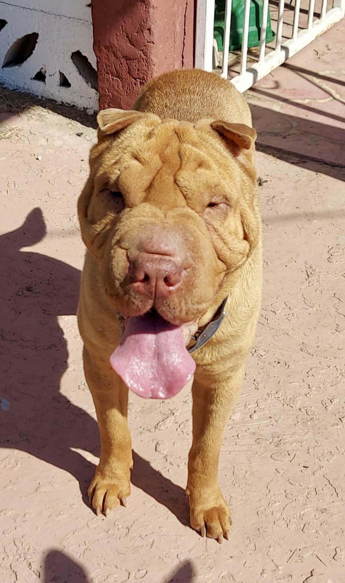 Sharpee, ADOPTABLE, Adult Male Shar-Pei.