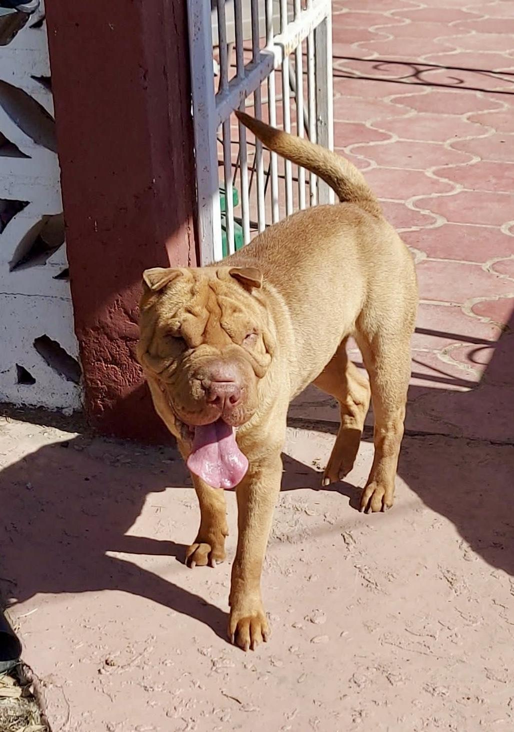 Sharpee, a ADOPTABLE Shar-Pei in Toms River, NJ image 3/5