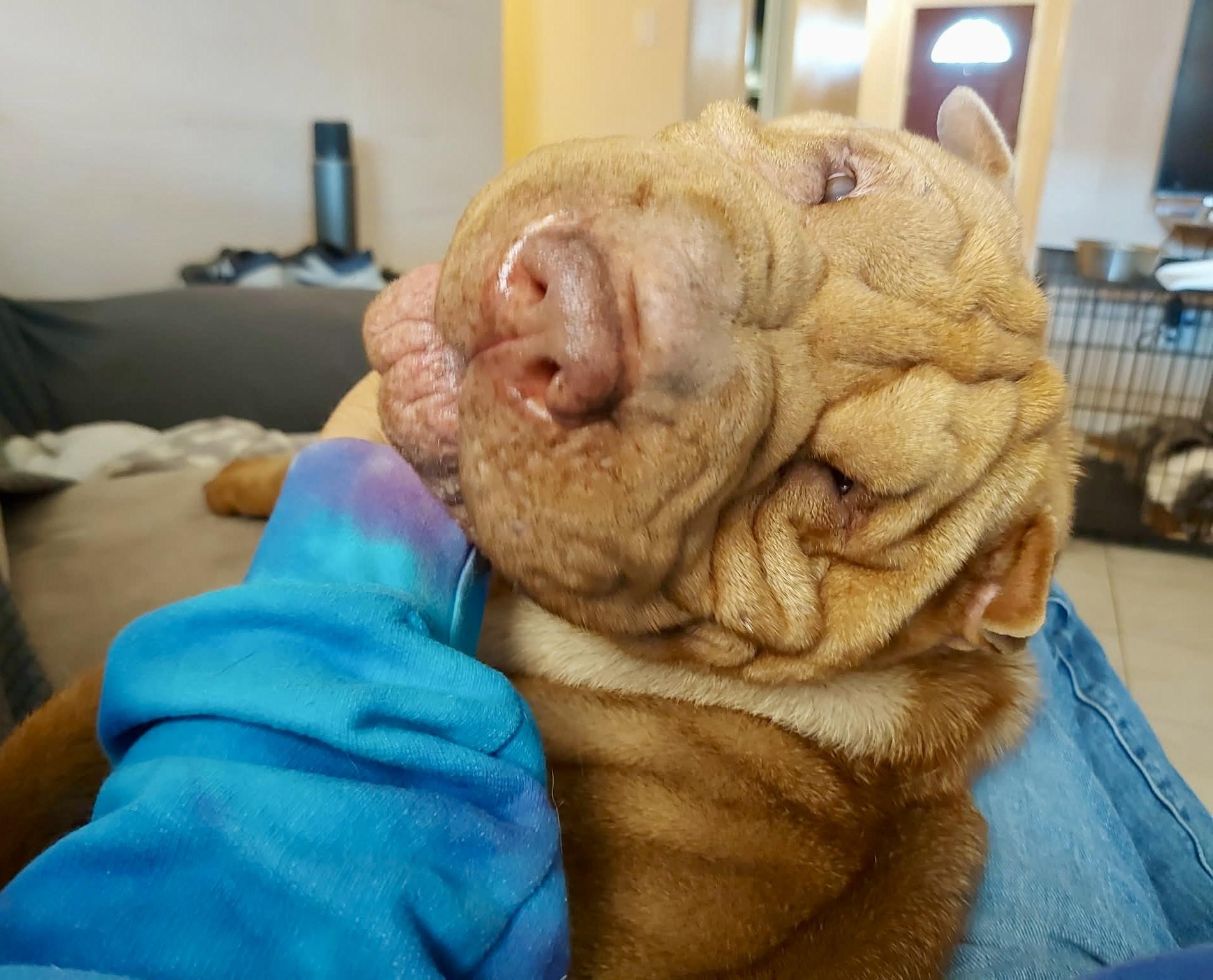 Sharpee, a ADOPTABLE Shar-Pei in Toms River, NJ image 5/5