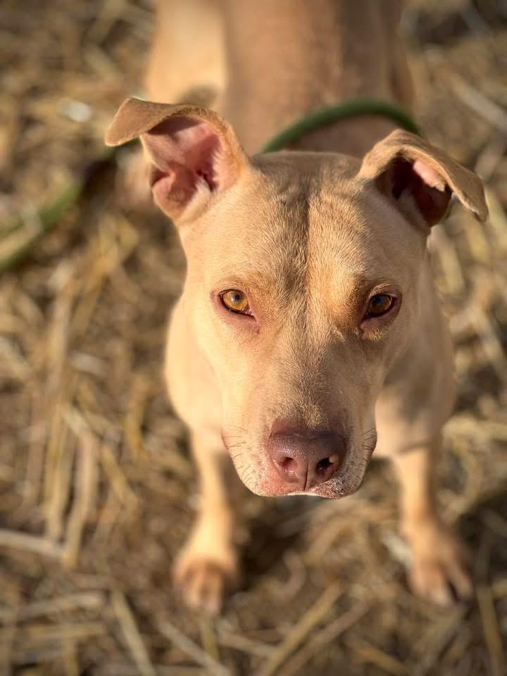 Enlarge Waterford, a ADOPTABLE Pit Bull Terrier in Chicago, IL image 1/5
