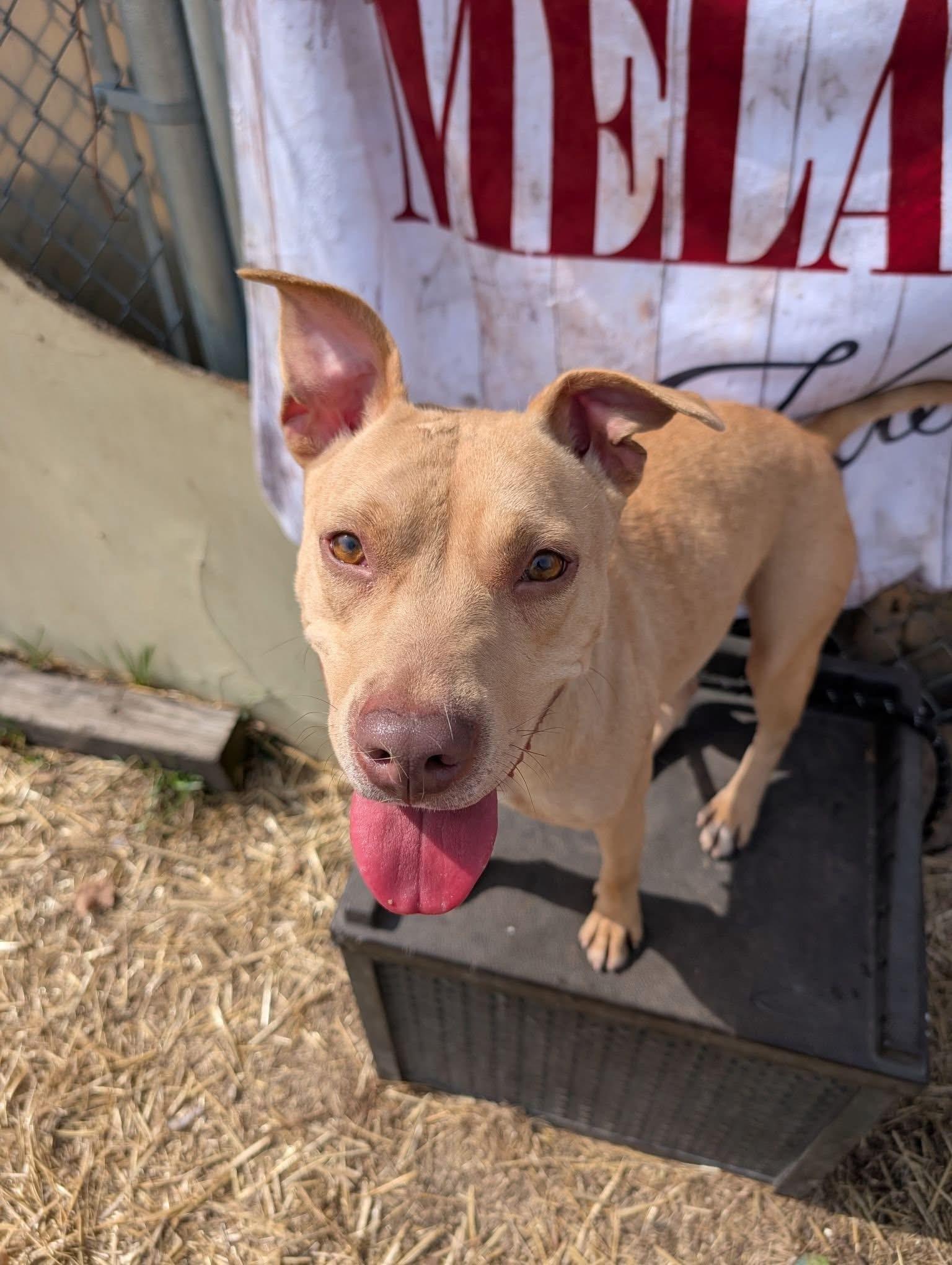Enlarge Waterford, a ADOPTABLE Pit Bull Terrier in Chicago, IL image 3/5